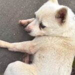 種子島で放浪していた犬を保護→お世話した男の子が『名付け親』になり…感動の結末に涙が止まらないと４万再生「素敵なご縁」「おめでとう」(ブログ)