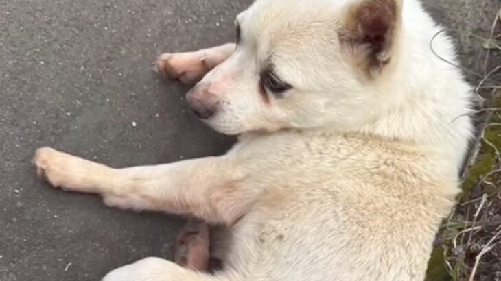 種子島で放浪していた犬を保護→お世話した男の子が『名付け親』になり…感動の結末に涙が止まらないと４万再生「素敵なご縁」「おめでとう」(ブログ)