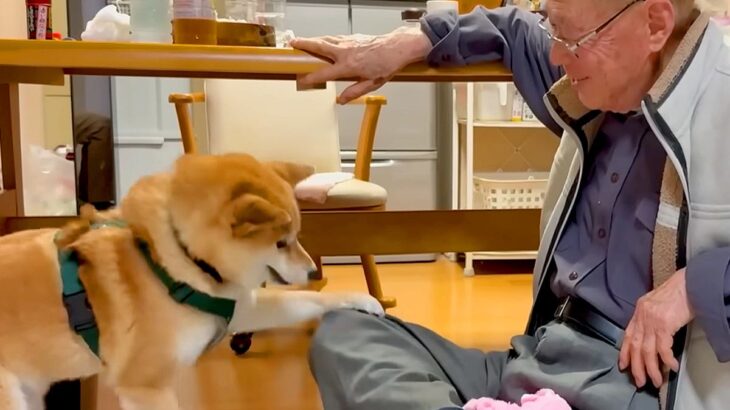 おじいちゃんを遊びに誘った犬→からかわれてしまい…逆ギレをする光景と尊いやり取りが7万再生「孫のよう」「言い返してるｗ」と絶賛の声(ブログ)