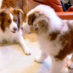 『先住犬と比べてこんなにも小さかった子犬が…』１年後、当時では考えられない『大成長を遂げた光景』が105万再生「感動した」「素敵」と反響(ブログ)