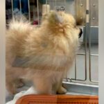 『800グラムの小さなポメラニアンを飼った』と思っていたら→現在は…衝撃的な『ビフォーアフター』が23万再生「立派ｗ」「アザラシかな？」(ブログ)