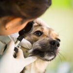 犬の角膜潰瘍とは？主な原因や治りにくい理由、治療法を獣医が解説(ブログ)