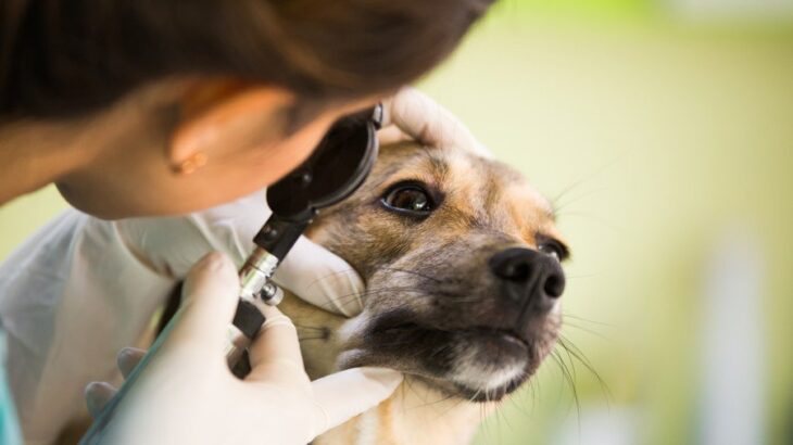 犬の角膜潰瘍とは？主な原因や治りにくい理由、治療法を獣医が解説(ブログ)