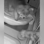 深夜、犬用カメラを覗くと『突然ケージに手が伸びてきて』…まさかの『怪奇現象の正体』が46万再生「驚き方かわいいｗ」「なかなかのホラー」(ブログ)