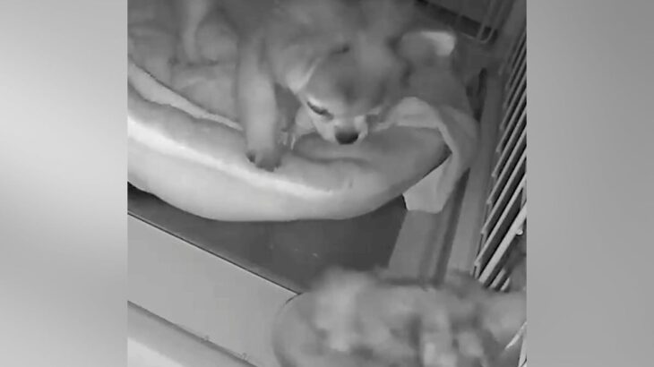 深夜、犬用カメラを覗くと『突然ケージに手が伸びてきて』…まさかの『怪奇現象の正体』が46万再生「驚き方かわいいｗ」「なかなかのホラー」(ブログ)
