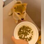 ご飯を与える前の赤ちゃん犬に『初めての待て』をさせてみた結果→とんでもなく可愛い我慢が103万再生「クセになる動き」「ジタバタしてるｗ」(ブログ)