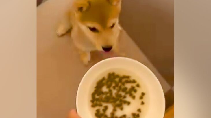 ご飯を与える前の赤ちゃん犬に『初めての待て』をさせてみた結果→とんでもなく可愛い我慢が103万再生「クセになる動き」「ジタバタしてるｗ」(ブログ)