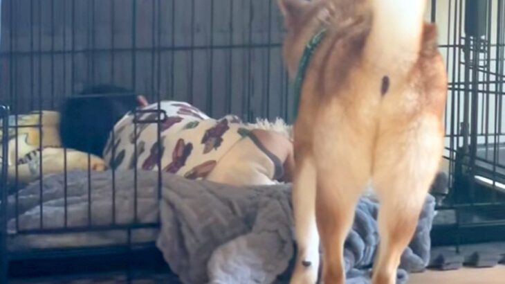 赤ちゃんに自分の寝場所を取られてしまった犬→困惑した後に…とんでもなく可愛い結末が43万再生「起こさないの素敵」「いい子過ぎる」と称賛(ブログ)