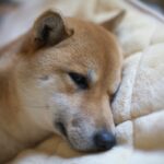 犬が『貧血』を起こしているサイン4つ　主な原因や注意すべき症状、対処法まで解説(ブログ)