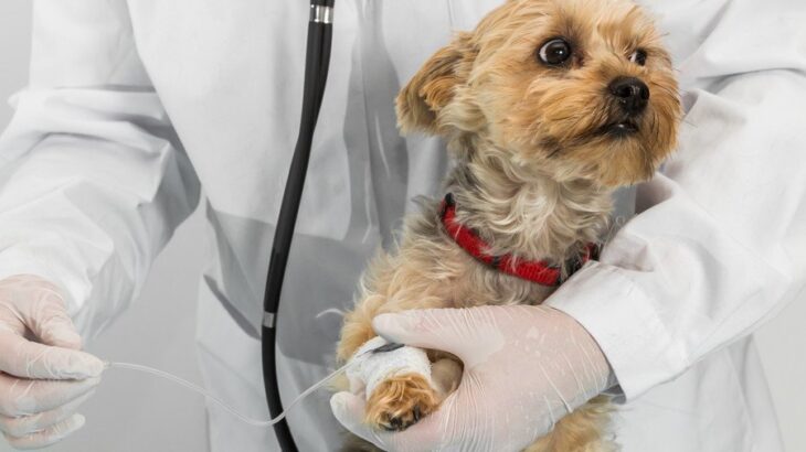 犬の『要麻酔』する？しない？手術の際に飼い主が考えるべきこと、リスクとの向き合い方まで【現役獣医が解説】(ブログ)