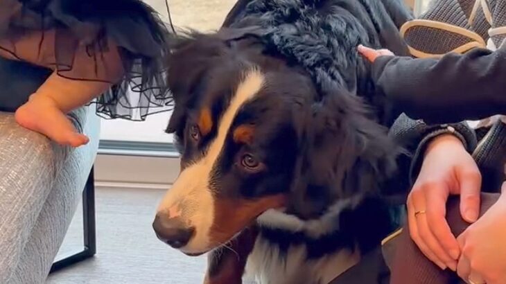 赤ちゃんたちと初対面の超大型犬→『どうぞさわってね』優しすぎる光景が28万再生「なんていい子なの…」「頭下げてあげるの賢すぎる」と称賛(ブログ)