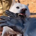 『本気噛み』がひどく家族を病院送りにした犬→叱らずトレーニングした結果…信じられない『別犬のような表情』が344万再生「深い愛情感じる」(ブログ)