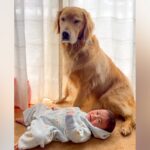 泣きそうな赤ちゃんをあやす大型犬→せっかく泣き止んだのに…まさかの『育児の厳しさを味わう光景』が7万再生「可愛すぎる兄弟」「困り顔ｗ」(ブログ)