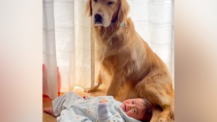 泣きそうな赤ちゃんをあやす大型犬→せっかく泣き止んだのに…まさかの『育児の厳しさを味わう光景』が7万再生「可愛すぎる兄弟」「困り顔ｗ」(ブログ)