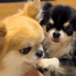 『あたちを撫でて！』２匹の小型犬を同時に構っていたら…まさかの『取り合いに発展する光景』が愛おしいと７万再生「仕草可愛い」「幸せすぎ」(ブログ)