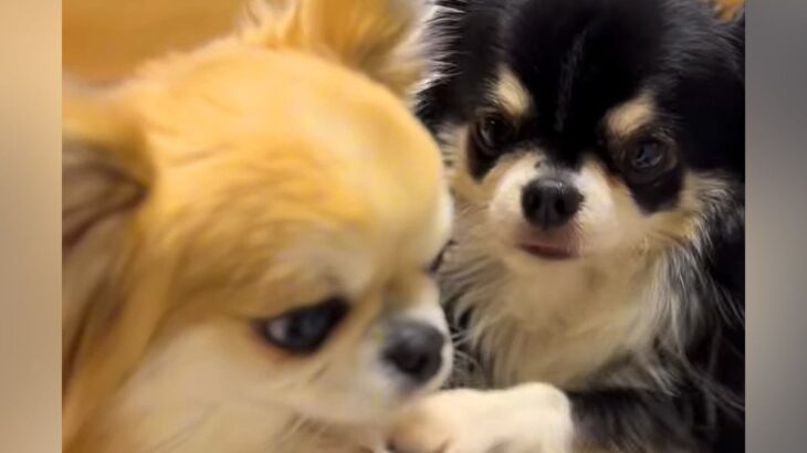 『あたちを撫でて！』２匹の小型犬を同時に構っていたら…まさかの『取り合いに発展する光景』が愛おしいと７万再生「仕草可愛い」「幸せすぎ」(ブログ)