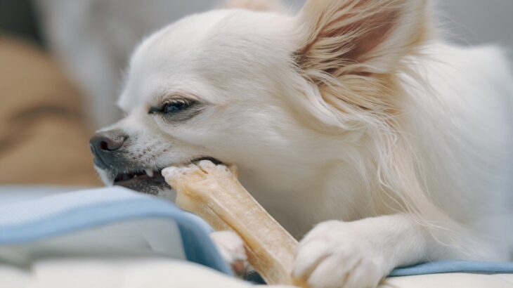 犬用『歯磨きガム』の正しい与え方とは　選び方のコツや注意すべきポイントをご紹介(ブログ)