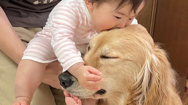 赤ちゃんが眠そうなので寝かそうとしたら、大型犬が…まるで『永遠の別れ』のような光景が尊いと27万再生「切なそうな顔」「たまらん」(ブログ)