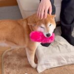 数年ぶりに５人家族が全員集合したら、２匹の犬が…対称的すぎる『お出迎えスタイルの違い』が５万再生「明らかに違うｗ」「素敵なご家族」(ブログ)