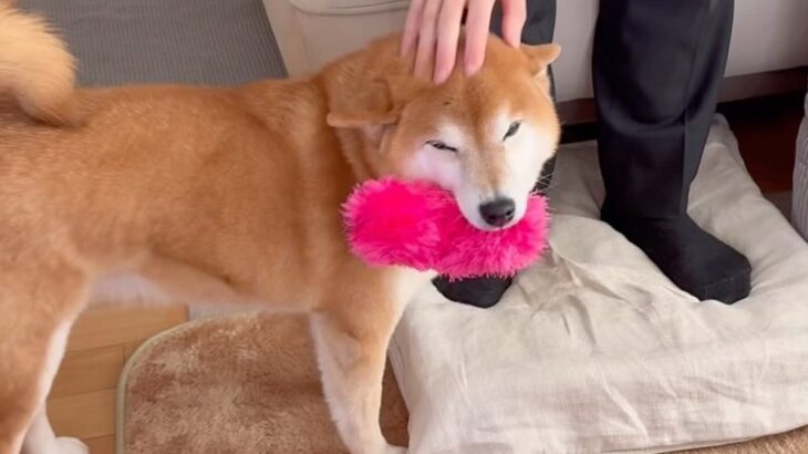 数年ぶりに５人家族が全員集合したら、２匹の犬が…対称的すぎる『お出迎えスタイルの違い』が５万再生「明らかに違うｗ」「素敵なご家族」(ブログ)