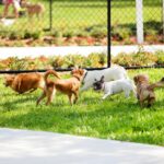 『ドッグランに行ってはいけない犬』の特徴４選　他犬を危険に晒す要注意ワンコの共通点とは…(ブログ)