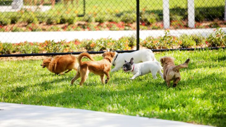 『ドッグランに行ってはいけない犬』の特徴４選　他犬を危険に晒す要注意ワンコの共通点とは…(ブログ)