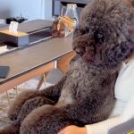 テレビを鑑賞中、大型犬が膝に乗ったと思ったら…もはや人間にしか見えない『まさかの光景』が196万再生「可愛すぎる」「ぜひ乗ってほしい」(ブログ)