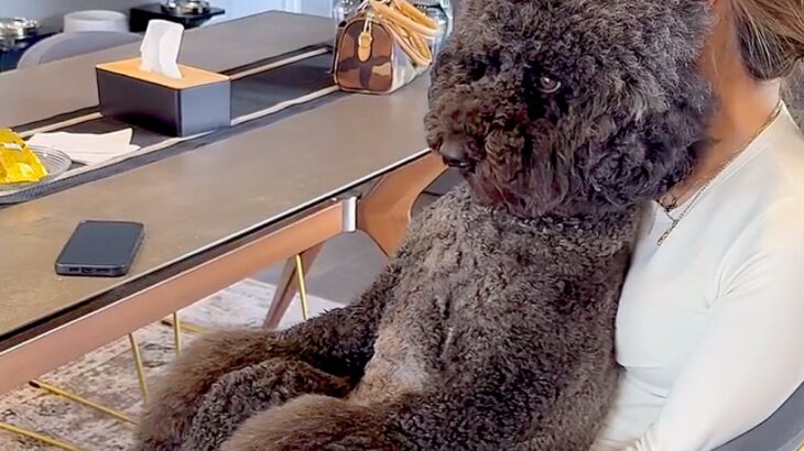 テレビを鑑賞中、大型犬が膝に乗ったと思ったら…もはや人間にしか見えない『まさかの光景』が196万再生「可愛すぎる」「ぜひ乗ってほしい」(ブログ)