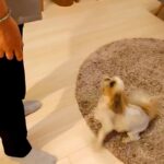 『なぜいるの…！』お父さんと半年ぶりに再会した犬→動揺を隠しきれず…戸惑いながらも熱烈歓迎する光景に「乙女ｗ」「尻尾ちぎれちゃう」の声(ブログ)