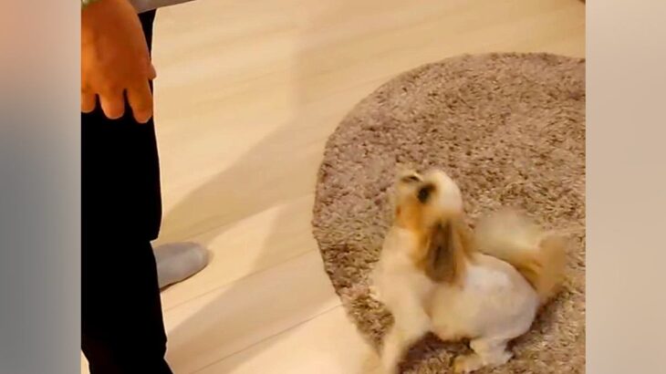 『なぜいるの…！』お父さんと半年ぶりに再会した犬→動揺を隠しきれず…戸惑いながらも熱烈歓迎する光景に「乙女ｗ」「尻尾ちぎれちゃう」の声(ブログ)