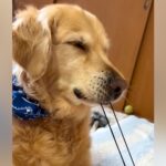 髪ゴムを思いっきり引っ張る大型犬…可愛すぎる『人間と全く同じリアクション』をする光景が20万再生「無邪気でたまらんｗ」「笑った」と絶賛(ブログ)