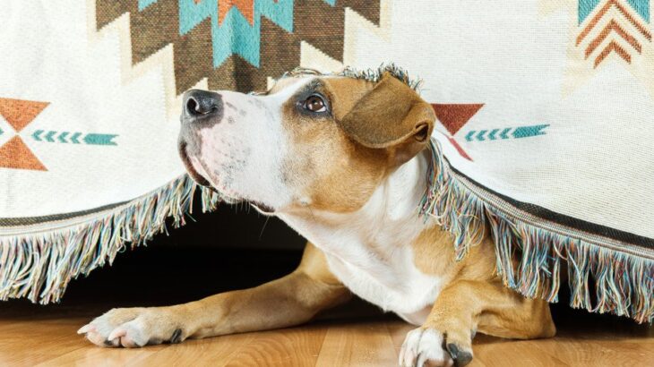 犬が地震前に『普段とは違う行動をみせる』理由とは？異常行動の原因や予知能力について(ブログ)
