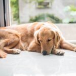 犬が飼い主と『目を合わせない』時の心理４つ　素っ気ない仕草の理由から取るべき対応まで(ブログ)