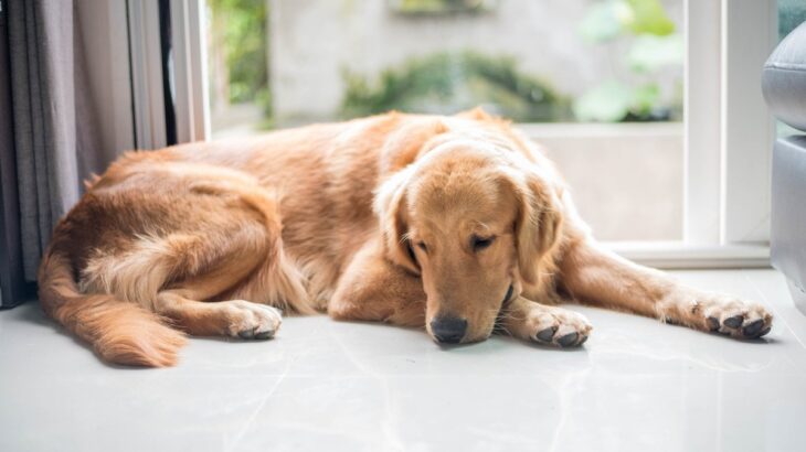 犬が飼い主と『目を合わせない』時の心理４つ　素っ気ない仕草の理由から取るべき対応まで(ブログ)