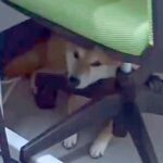 『犬がいる職場』の1日に密着した結果→犬好きにとって『最高すぎる光景』が27万再生「夢のよう」「キツくてもホッとできそう」と羨望の声(ブログ)