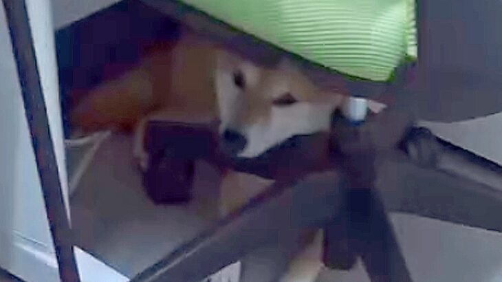 『犬がいる職場』の1日に密着した結果→犬好きにとって『最高すぎる光景』が27万再生「夢のよう」「キツくてもホッとできそう」と羨望の声(ブログ)