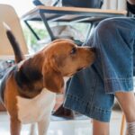犬が『股間を嗅いでくる』心理5選　飼い主の股を執拗に嗅ぐ理由や対処法まで(ブログ)