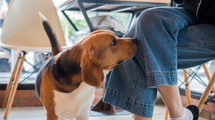 犬が『股間を嗅いでくる』心理5選　飼い主の股を執拗に嗅ぐ理由や対処法まで(ブログ)
