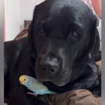 インコを抱いている大型犬→飼い主が近寄ると…あまりにも過保護な『母親のような行動』が尊いと35万再生「優しすぎ」「母性本能すごい」の声(ブログ)