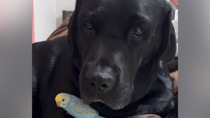 インコを抱いている大型犬→飼い主が近寄ると…あまりにも過保護な『母親のような行動』が尊いと35万再生「優しすぎ」「母性本能すごい」の声(ブログ)