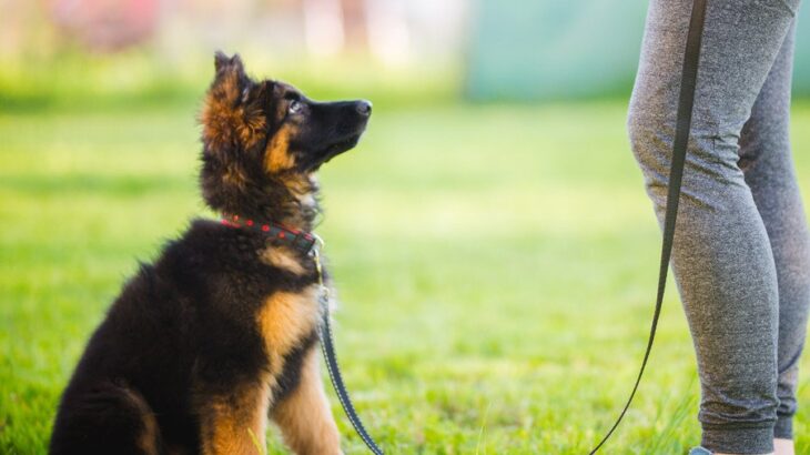 『賢い犬種』3選　頭がいいワンコの特徴や賢いがゆえに注意すべきトレーニング方法まで(ブログ)
