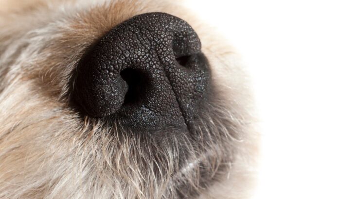 犬の『鼻水』に現れる危ない症状4つ　様子がおかしい時の正しい対処法とは(ブログ)
