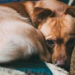 犬が震えているときの心理５つ　主な原因や対処法、病気の可能性まで解説(ブログ)