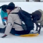 『ソリで制御不能のピンチに陥った』結果、大型犬が…カッコよすぎる『男前な行動』が60万再生「必死で感動」「生まれながらの救助犬」と称賛(ブログ)