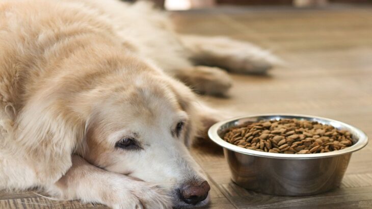 犬が『ご飯を食べようとしない』4つの理由　考えられる原因から注意すべき症状まで解説(ブログ)
