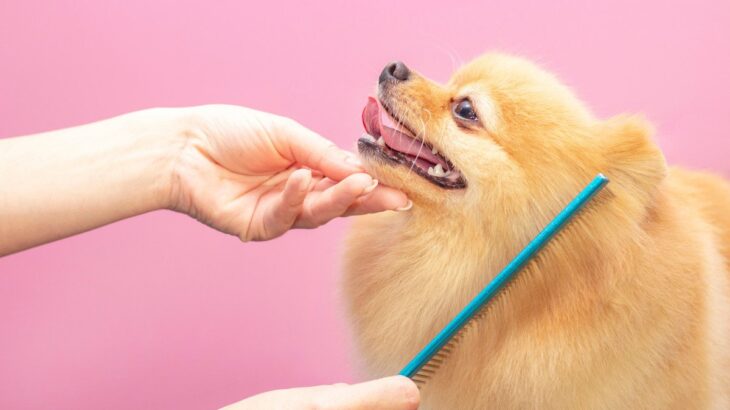 犬のブラッシングをするときは『コーム』も使った方がいい？役割から選び方まで詳しく解説(ブログ)