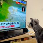テレビの中でクマに襲われている犬→見ていたワンコがピンチを察して…次の瞬間に見せた『まさかの行動』が4万再生「たまらん」「優しい」と悶絶(ブログ)