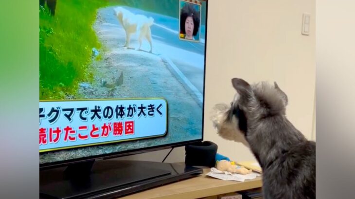 テレビの中でクマに襲われている犬→見ていたワンコがピンチを察して…次の瞬間に見せた『まさかの行動』が4万再生「たまらん」「優しい」と悶絶(ブログ)