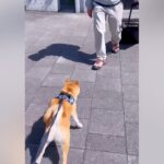 単身赴任中のお父さんと久々の再会を果たした犬→感動の光景と『あっさりすぎる結末』が19万再生「歓迎短いｗ」「意外とドライで笑ったｗ」(ブログ)