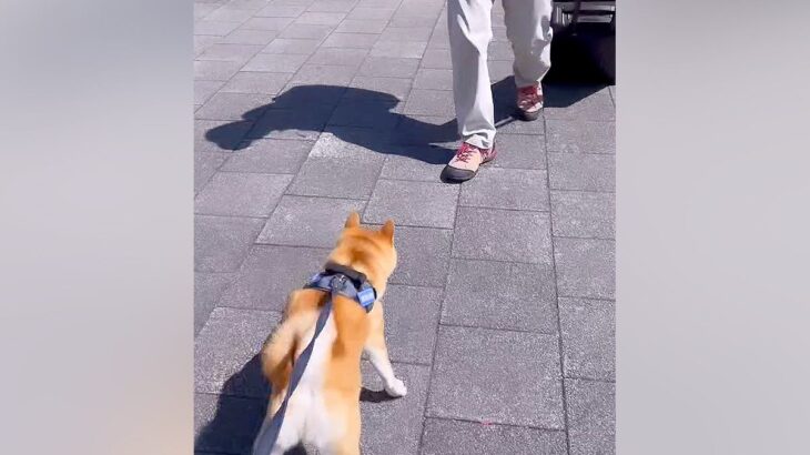 単身赴任中のお父さんと久々の再会を果たした犬→感動の光景と『あっさりすぎる結末』が19万再生「歓迎短いｗ」「意外とドライで笑ったｗ」(ブログ)